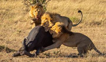 5-Day Living Among Lions – Luxury Safari Tour