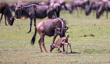 5-Day Safari in Tanzania - Calving Season in Ndutu Area