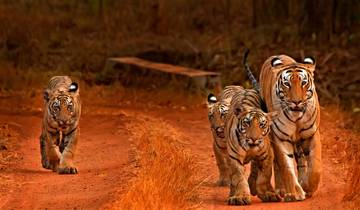 2 Tage Jim Corbett Tiger Safari von Delhi aus