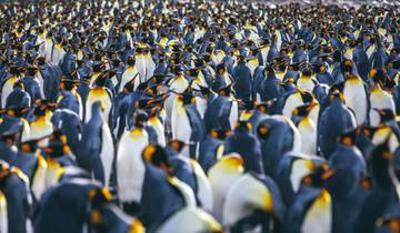20 Day Antarctica Expedition Itinerary, incl. Falklands and South Georgia