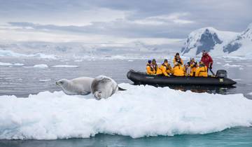 Géorgie du Sud et péninsule Antarctique : Safari aux pingouins