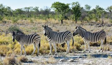 Experience Namibia intensively - from South to North - Guided tour