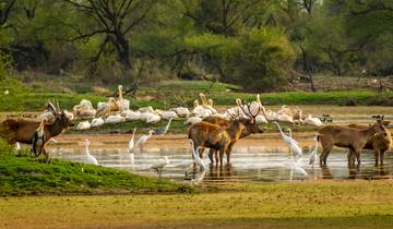 Safari por la India