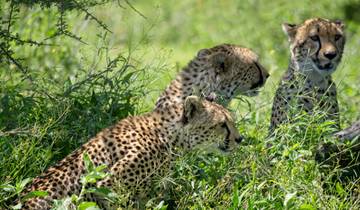 3 jours : le meilleur du Serengeti et du cratère du Ngorongoro circuit