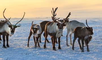 Snow Dreams Levi: With Reindeer through Lapland