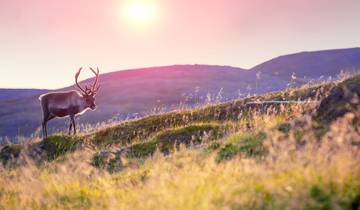 6 Days in Finnish Lapland, incl. Helsinki and Rovaniemi