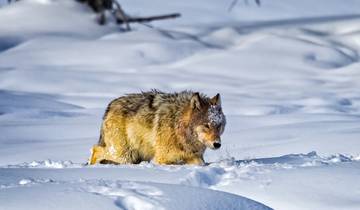 Yellowstone in Winter - 6 days