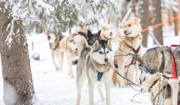 Finnish Lapland: Snowy Forests & Husky Adventure (3 destinations)