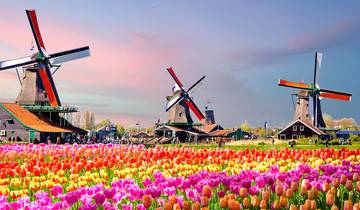 Rhine Highlights and Windmills, Tulips and Belgian Delights