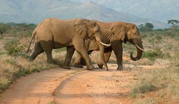 8 Days honeymoon safari in Tanzania Tour