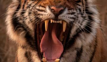 Taj Mahal Tour + Tiger Safari Tour