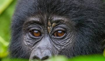 Ultimate Gorilla Trekking Uganda