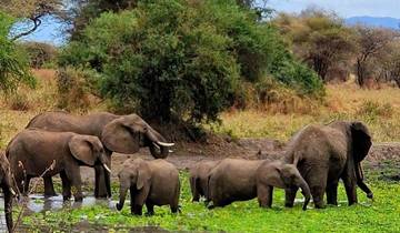 Lake Manyara National Park Day Trip Tour