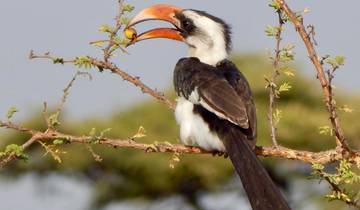 5-daagse standaard vogelreis in Tanzania - noordelijk circuit