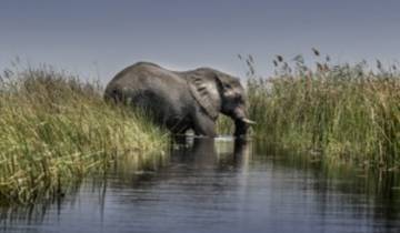 Join Our All-Inclusive 4-Day Safari Through Boteti, Pans & Delta