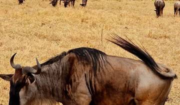 Following The Great Migration Tour