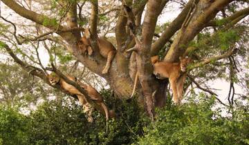 3-Day Safari to Ngorongoro, Tarangire & Manyara from Zanzibar