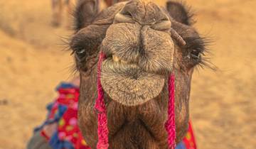 Camel Fair with Rajasthan Tour Tour