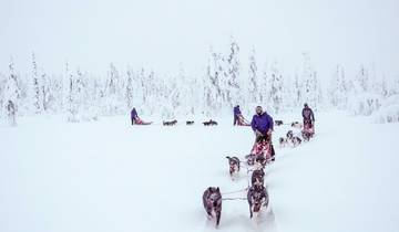 Finnland - Eine Huskytour in der Weite Lapplands