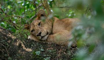 9 dagen safari [een kans om de wildebeestmigratie en de beroemde oversteek van de Mara rivier te zien].-rondreis