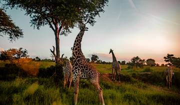 11 DAYS SAFARI TRIP TANZANIA ZANZIBAR Tour