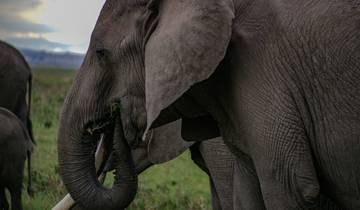 4 Day Naivasha & Amboseli Grp Joining -Fixed Departure Dates Tour