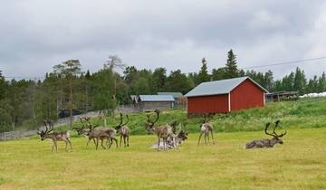 Erlebnis Lappland: Wildnis und Eismeer