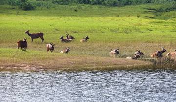 3 Day Kerala Itinerary, incl. Kochi and Periyar Wildlife Sanctuary