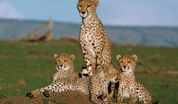 2 DAYS MAASAI MARA NATIONAL RESERVE Tour