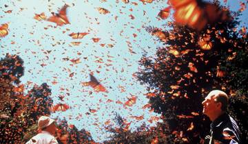 Mexico's Monarch Butterfly Migration