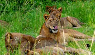 6 Day: Serengeti Wildebeest Migration Mara River crossing (July- October)