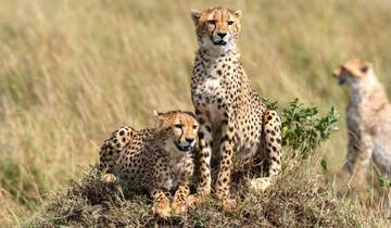 Safari en grupo económico de 5 días Masai Mara-Nakuru-Naivasha