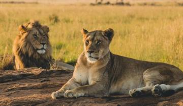 Kenya: 3-Day Fly in - Masai Mara National Reserve Tour