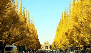 Circuito Explorador de otoño con niños en Japón (guía y conductor privados）