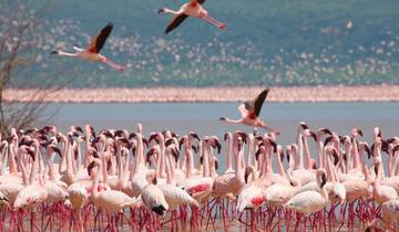 11 Days Kenya High-End Safari and Beach Tour