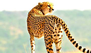 Kenya & Tanzania: 10-Day From Kenya to Tanzania Classic Safari Tour