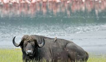 3 Days in Amboseli National Park, incl. Nairobi and Mount Kilimanjaro Views