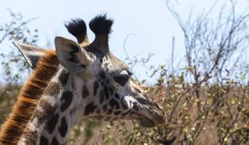 Kenya: 7-Day Comfort Kenya Safari with Sopa Lodges Tour