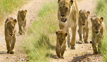 Kenia: 3 Tage Tsavo Ost Wildlife ab Diani Beach