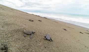 COPROT – Conservation & Turtles Tour