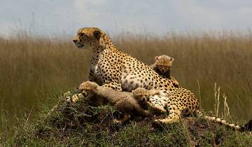 Kenya: 3-Day Masai Mara Using a Land Cruiser