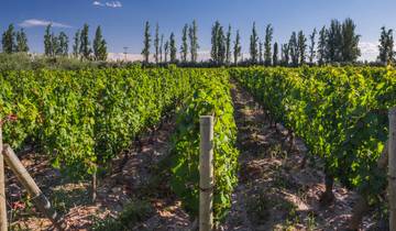 4 Tage Mendoza Entdeckungsreise: Land der Weine