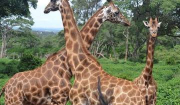 6 DAYS, 5 NIGHTS SMALL GROUP SAFARI WITH BUDGET ACCOMMODATION TO MAASAI MARA, LAKE NAKURURU AND AMBOSELI