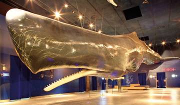 Husum avec excursion à Sylt