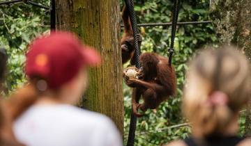9 Days in Borneo, incl. Kuching and Sandakan