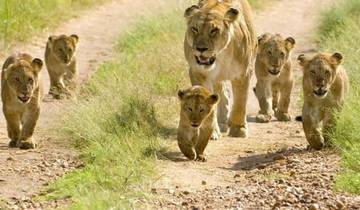 10 Tage Kombination aus Kenia und Tansania Wildsafari