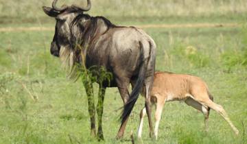 Das Beste aus Kenia und Tansania Safari - 9 Tage