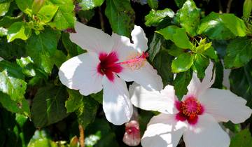 Flower Paradise Madeira and its little sister Porto Santo