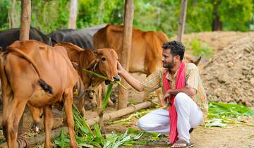 india ─ where cows are sacRed