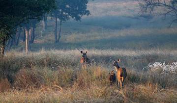 Indien - Wo die wilden Tiere wohnen Rundreise